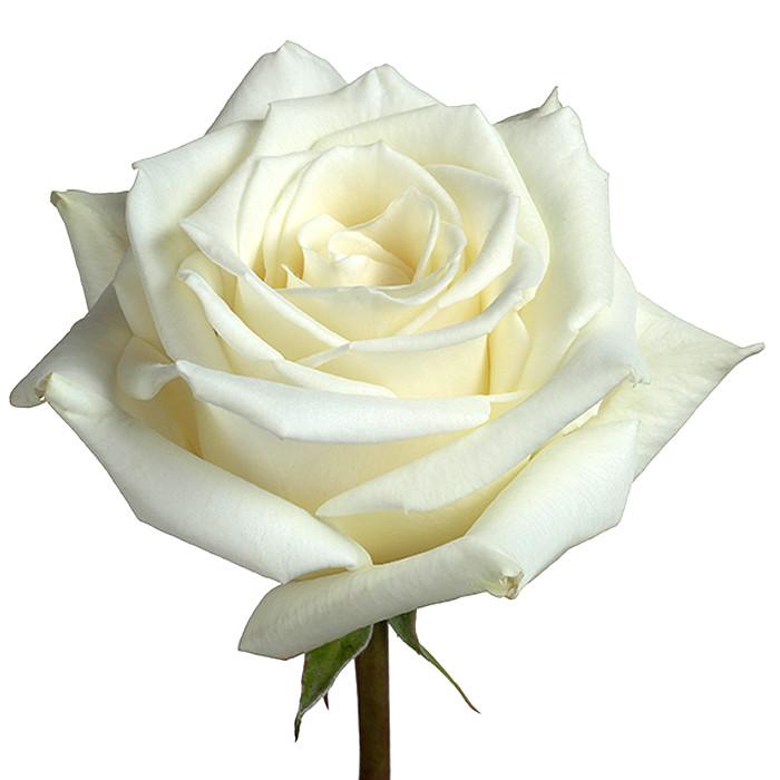 Roses White Escimo - BloomsyShop.com