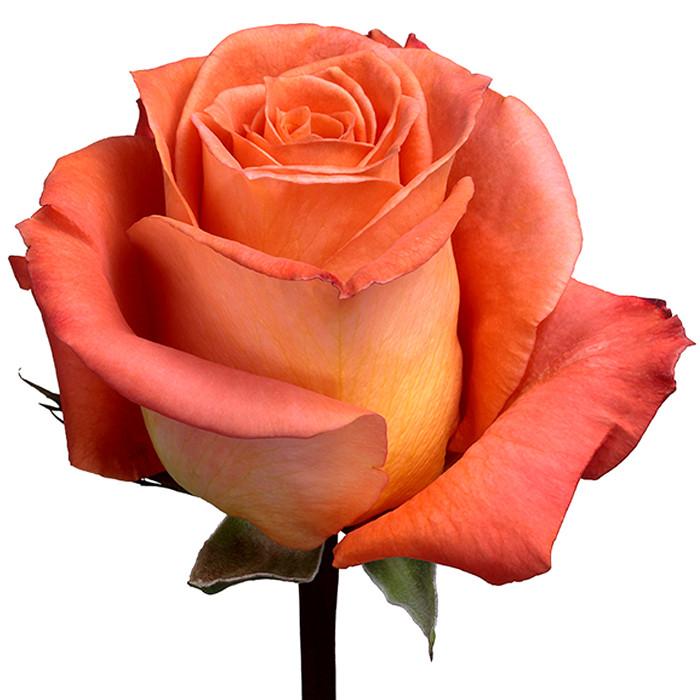 Roses Orange Exotica - BloomsyShop.com
