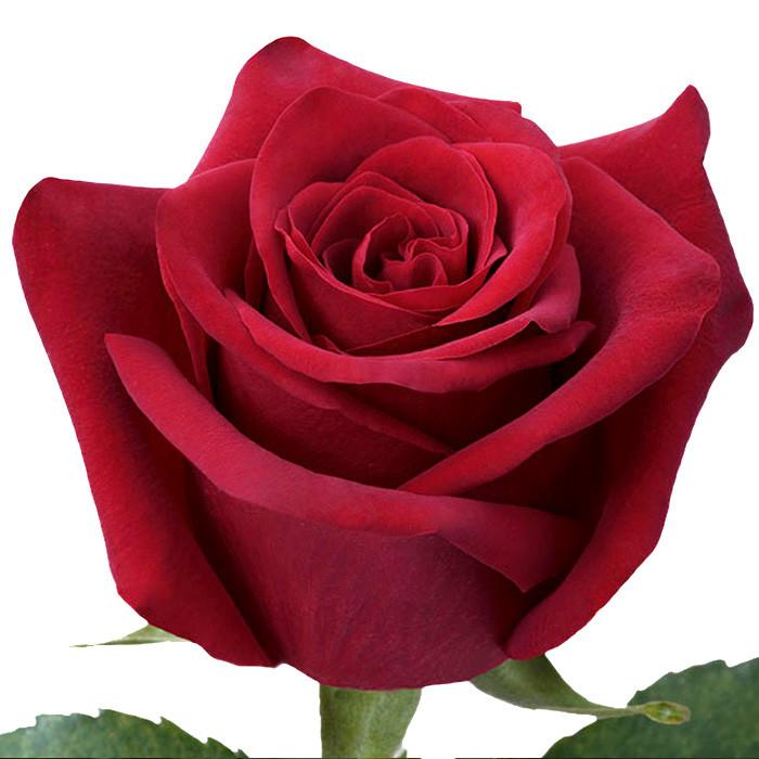 Roses Red Explorer - BloomsyShop.com