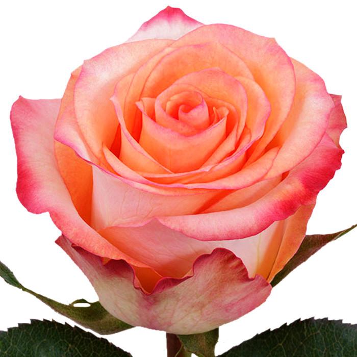 Roses Bicolor Orange Fidji - BloomsyShop.com