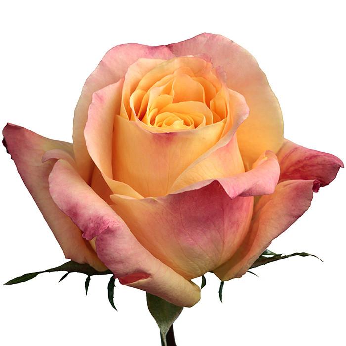 Roses Bicolor Yellow Geisha - BloomsyShop.com