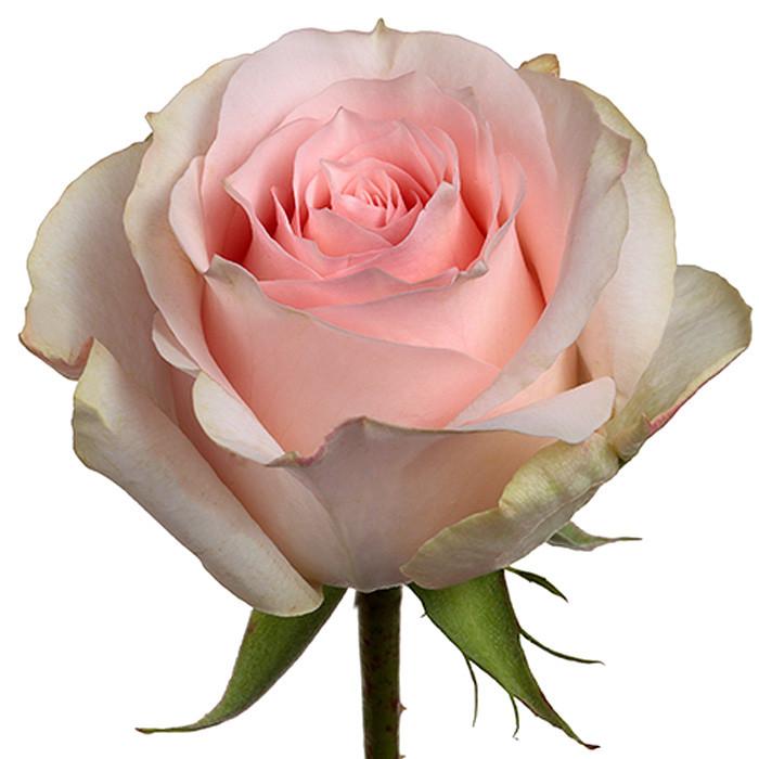 Roses Light Pink Girlfriend - BloomsyShop.com