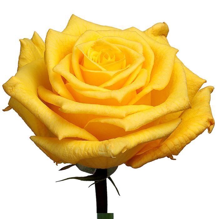Roses Yellow Gold Star - BloomsyShop.com