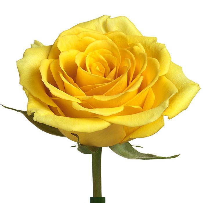 Roses Yellow Gold Strike - BloomsyShop.com