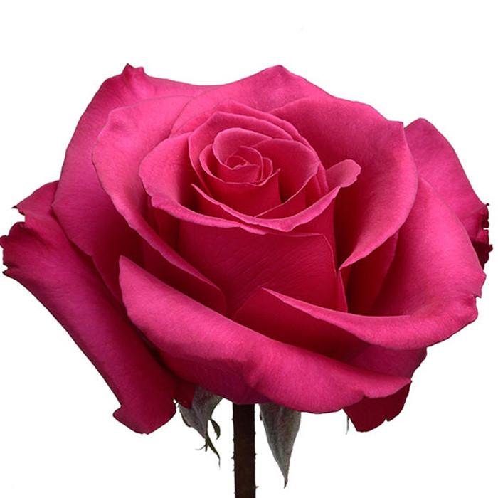Roses Hot Pink Hot Princess - BloomsyShop.com