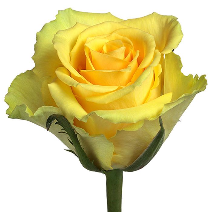 Roses Yellow Idol - BloomsyShop.com
