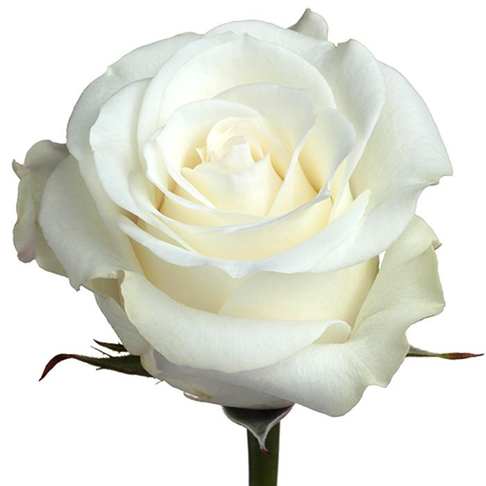 Roses White Inocencia - BloomsyShop.com