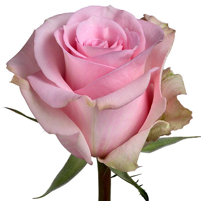 Roses Light Pink Jessika - BloomsyShop.com