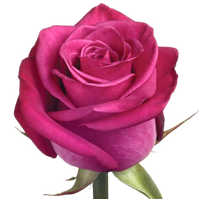 Roses Hot Pink Jockey - BloomsyShop.com