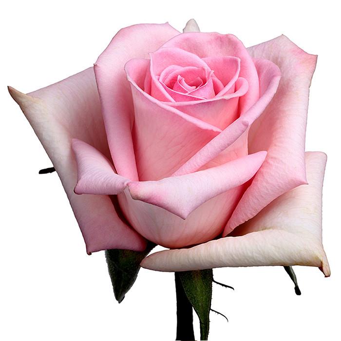 Roses Light Pink Katharina - BloomsyShop.com