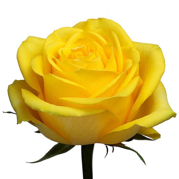 Roses Yellow Latina - BloomsyShop.com