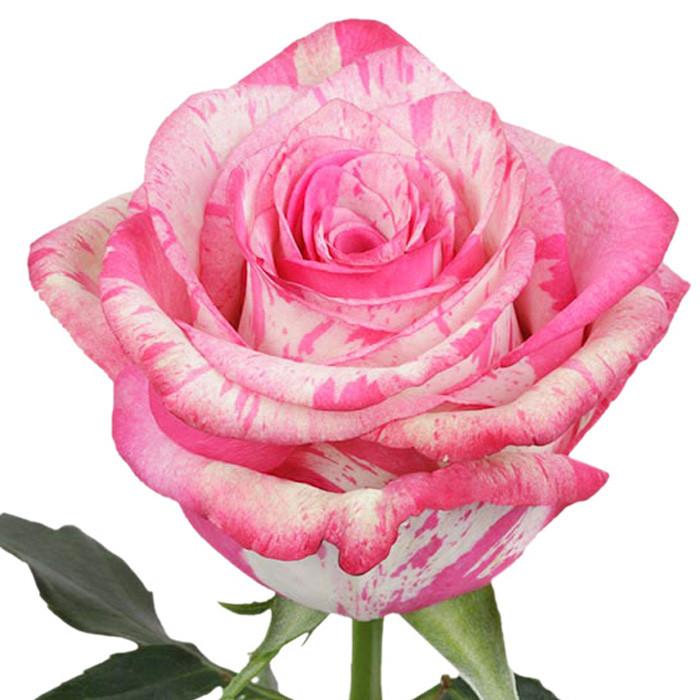 Roses Novelties Magic Times - BloomsyShop.com