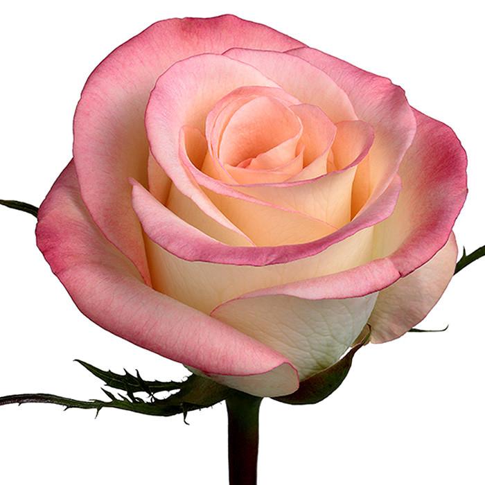 Roses Novelties Marylin - BloomsyShop.com