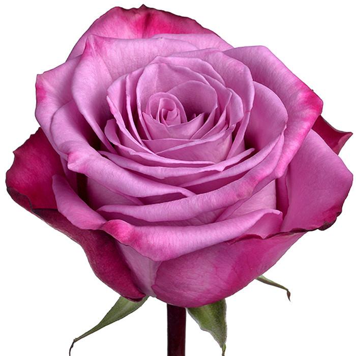 Roses Purple <Moody Blues - BloomsyShop.com