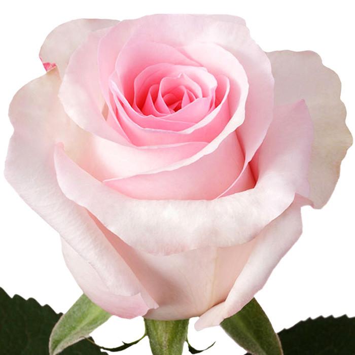 Roses Light Pink Nena - BloomsyShop.com