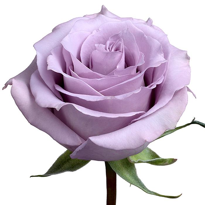 Roses Lavender Ocean Song - BloomsyShop.com