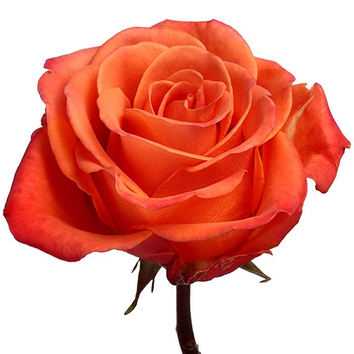 Roses Orange Orange Crush - BloomsyShop.com