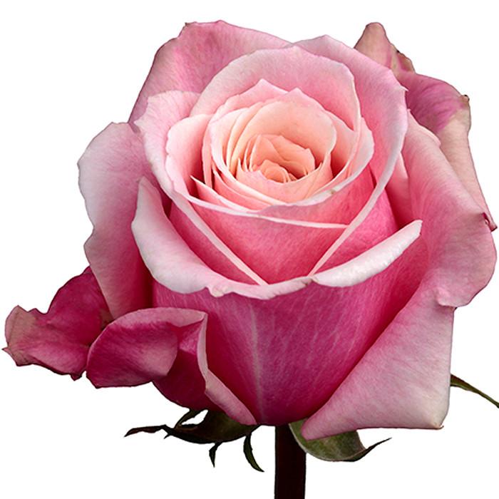 Roses Bicolor Pink Panama - BloomsyShop.com