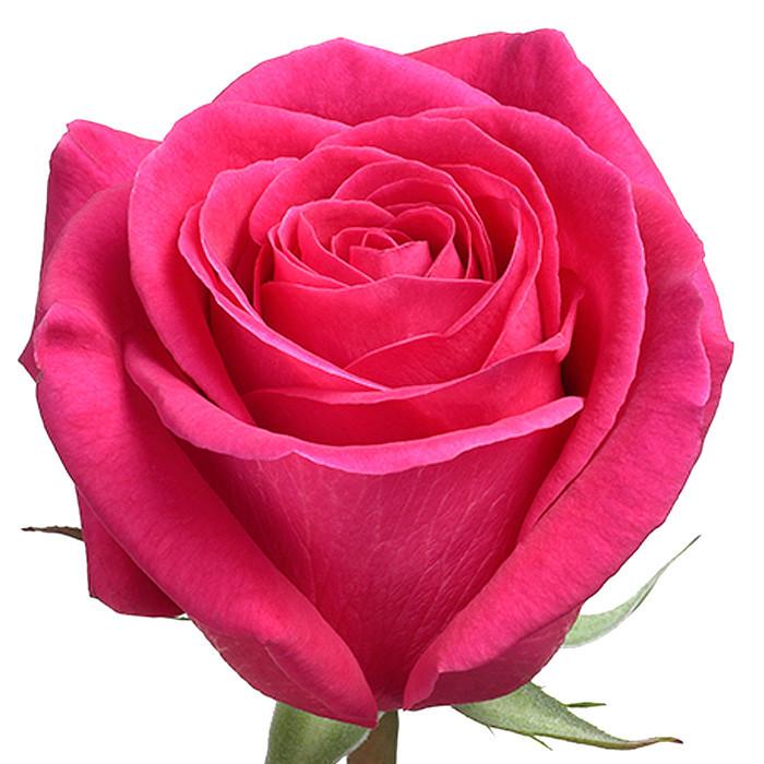 Roses Hot Pink Pink Floyd - BloomsyShop.com