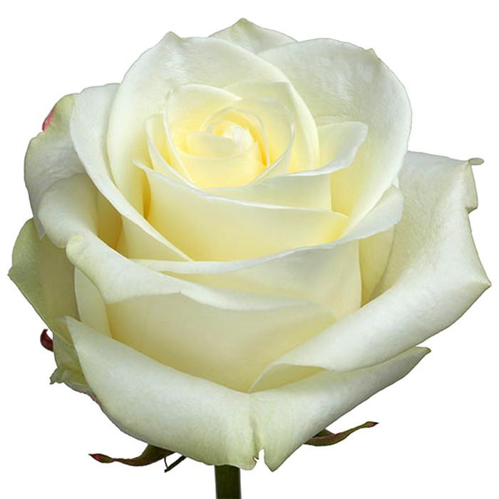 Roses White Polar Star - BloomsyShop.com