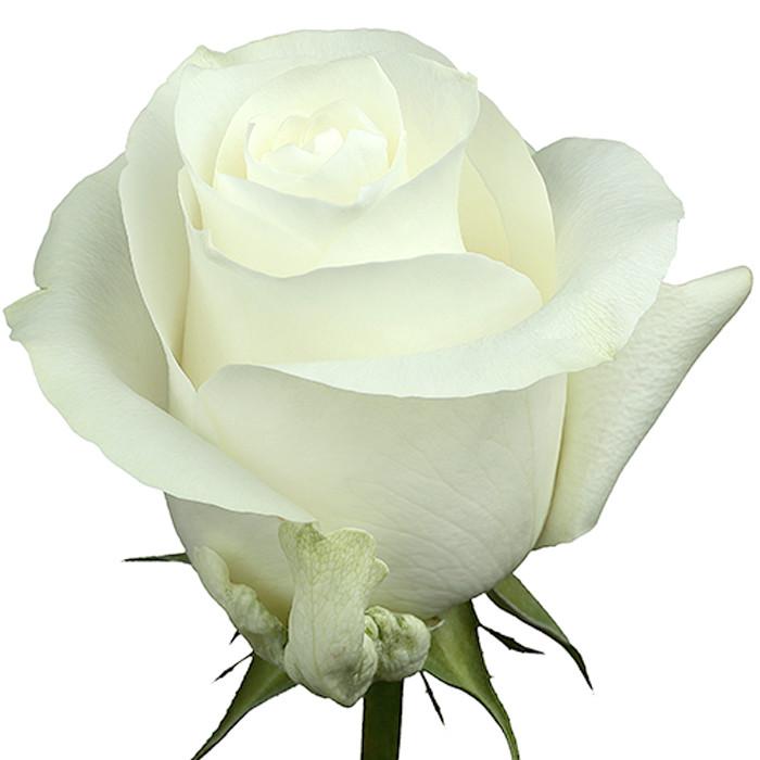 Roses White Proud - BloomsyShop.com