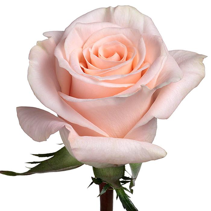 Roses Cream/Peach Quicksand - BloomsyShop.com