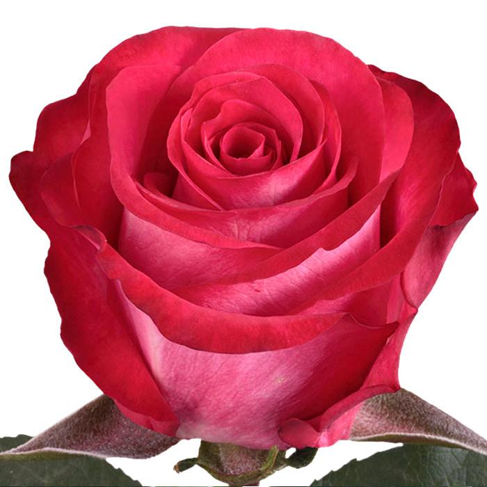 Roses Bicolor Pink Riviera - BloomsyShop.com
