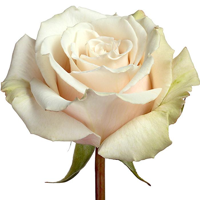 Roses Cream/Peach Sahara - BloomsyShop.com