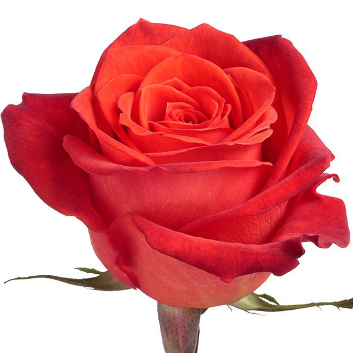 Roses Orange Santana - BloomsyShop.com