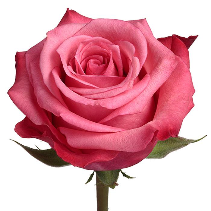 Roses Bicolor Pink Satina - BloomsyShop.com