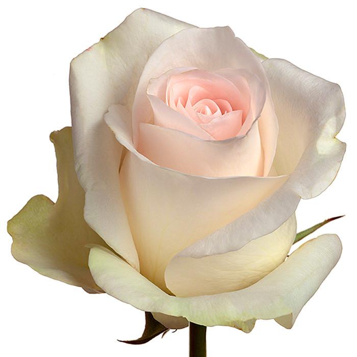 Roses Light Pink Senorita - BloomsyShop.com