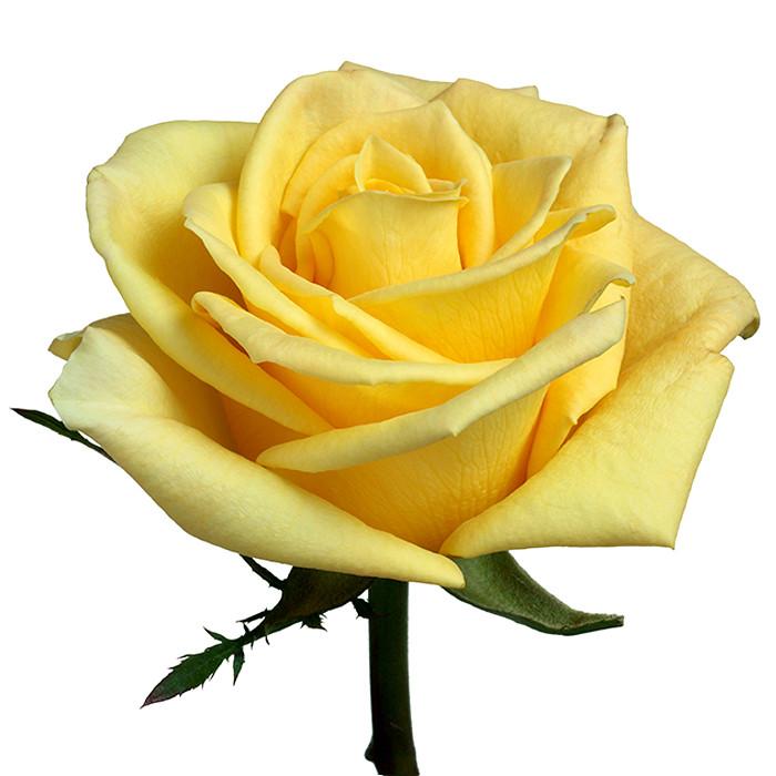 567-20-07 60 Easel - 5/Pk – Yellow Rose Floral Supply