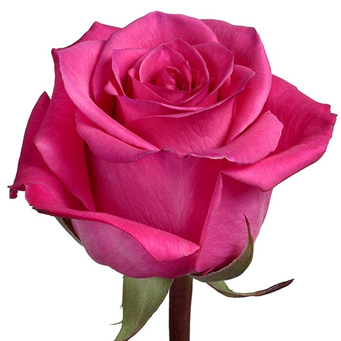 Roses Hot Pink Taiga - BloomsyShop.com