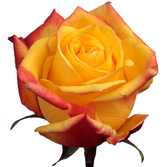 Roses Yellow Tressor 2000 - BloomsyShop.com