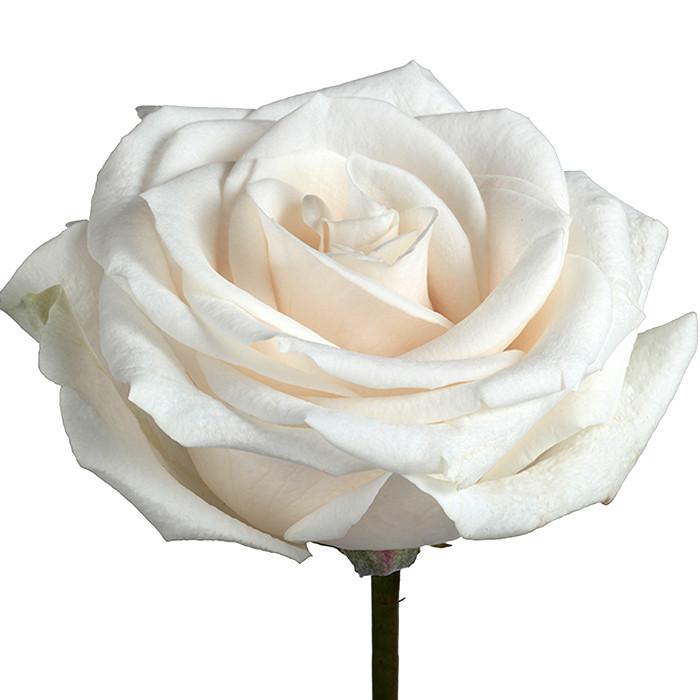 Roses White Vendela - BloomsyShop.com