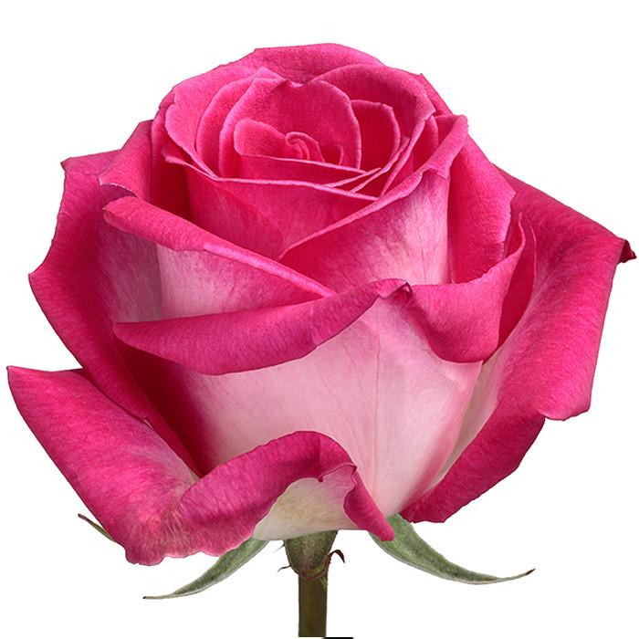 Roses Bicolor Pink Verdi - BloomsyShop.com