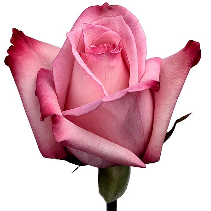 Roses Bicolor Pink Vogue - BloomsyShop.com