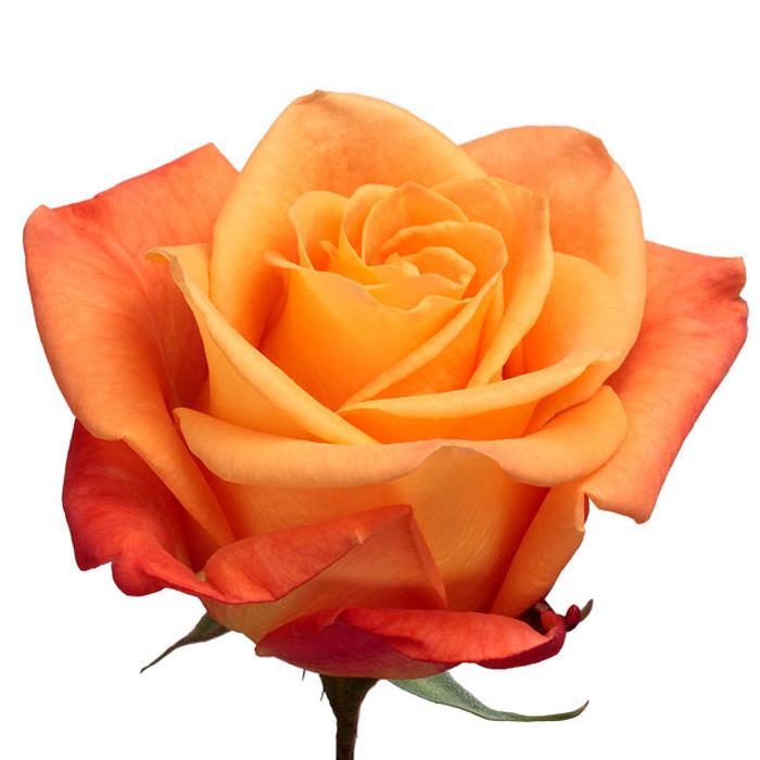 Roses Orange Voodoo - BloomsyShop.com