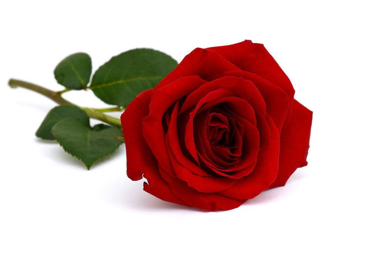 Single Red Rose Bouquet Fundraiser Pack - BloomsyShop.com