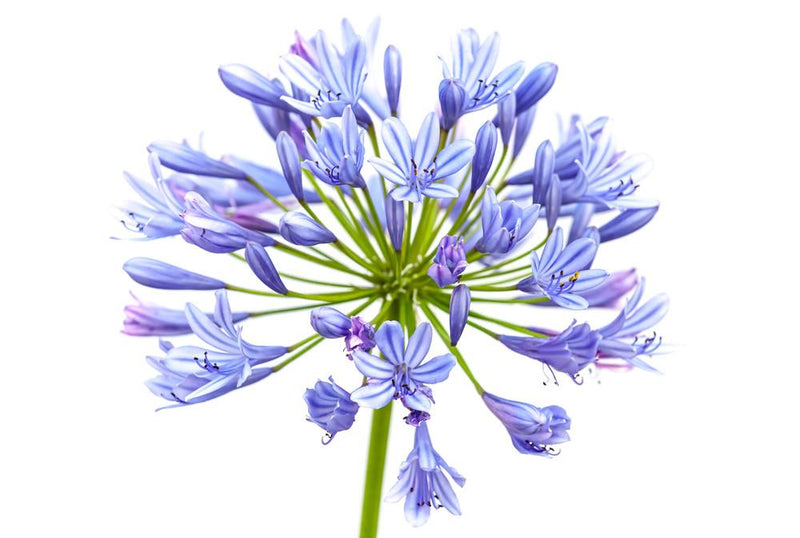 Agapanthus Blue - BloomsyShop.com