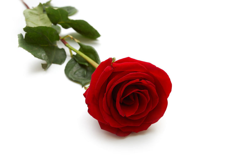Single Red Rose Bouquet Fundraiser Pack - BloomsyShop.com