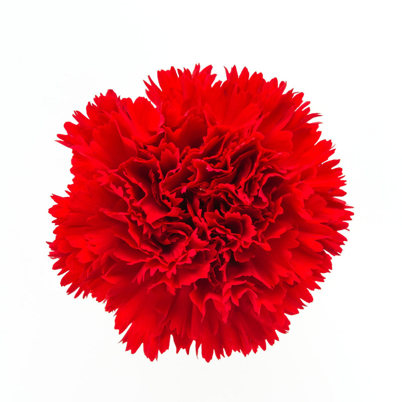 Red Carnations Fundraiser Pack - BloomsyShop.com