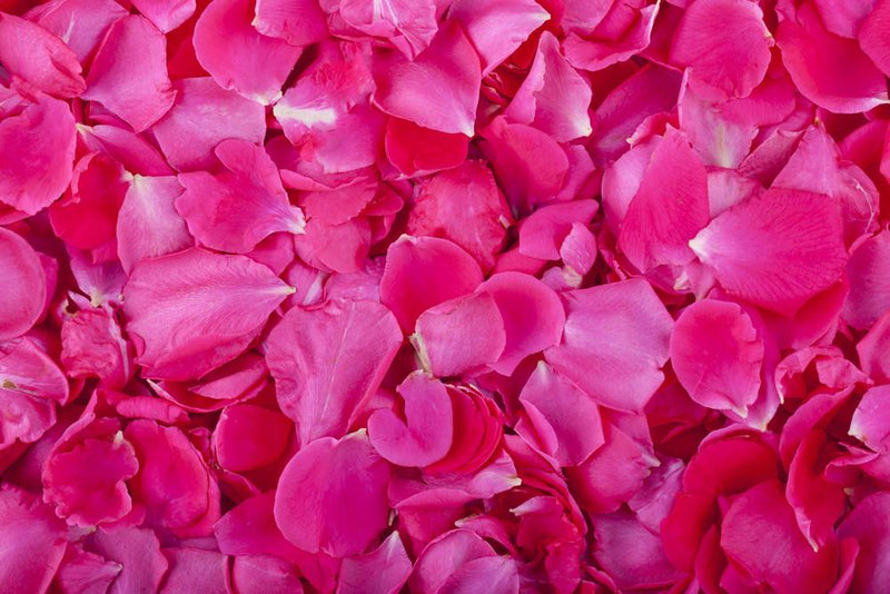 Pink Rose Petals - BloomsyShop.com