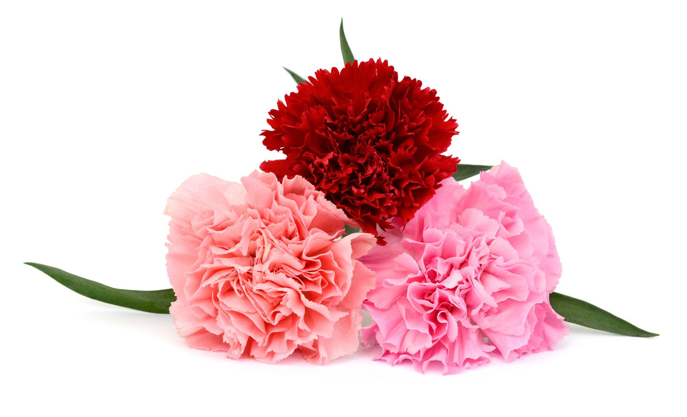 Standard Bulk Carnations – Flowers For Fundraising