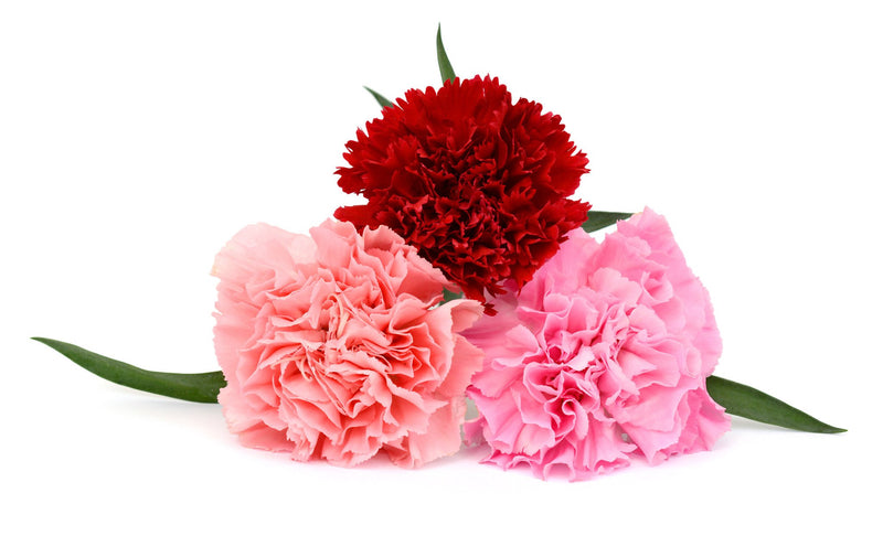 Carnations V-Day Fundraiser Pack - BloomsyShop.com