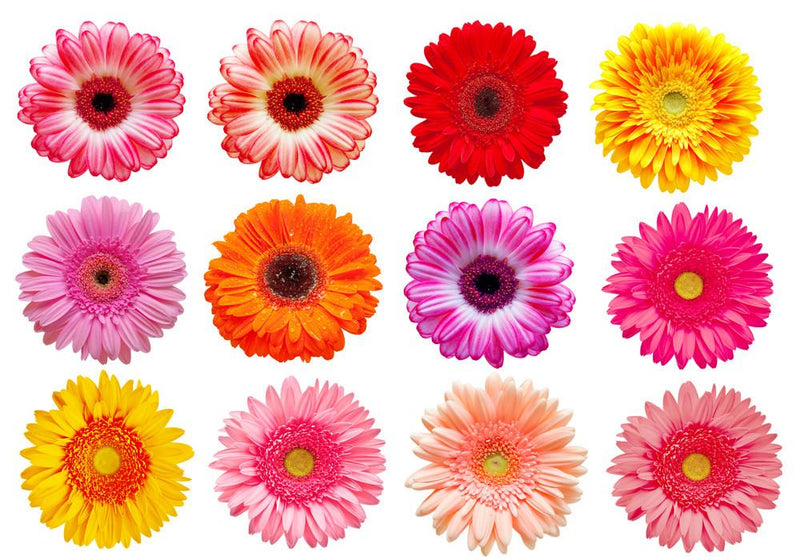 Assorted Colors Gerbera Daisy - BloomsyShop.com