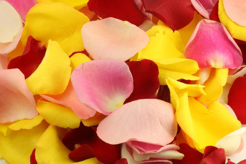 Multi Colored Rose Petals - BloomsyShop.com