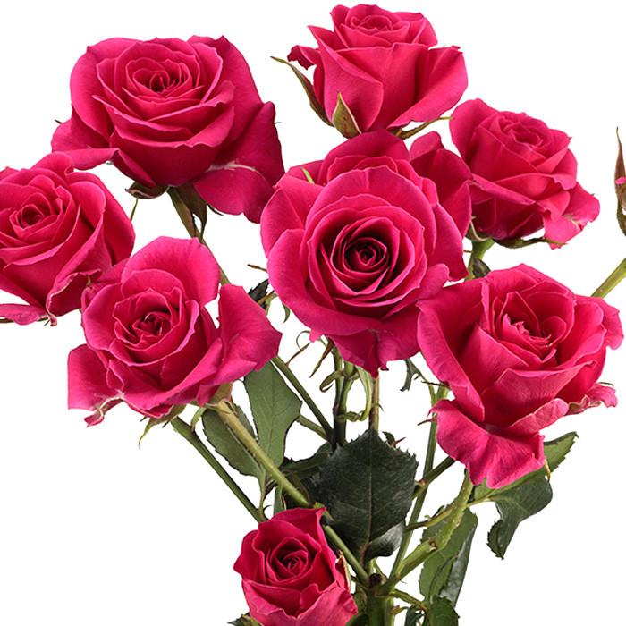 Spray Roses Hot Pink - BloomsyShop.com