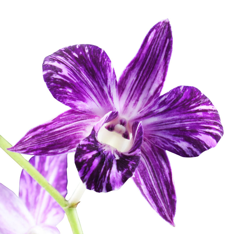 Dendrobium Orchids Star