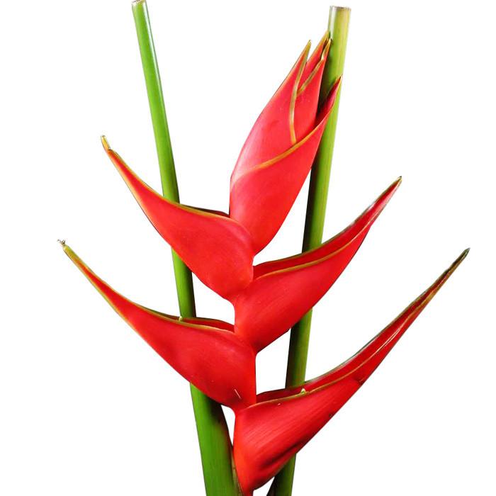 Tropical Stricta Fire Bird - BloomsyShop.com